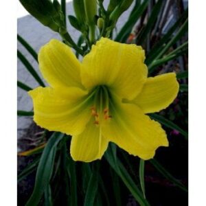 Daglilje 'Green Flutter'