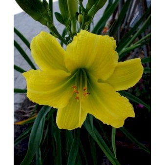 Daglilje 'Green Flutter'