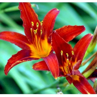 Daglilje 'Sammy Russel'