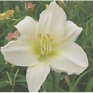 Daglilje 'Serena Madonna'