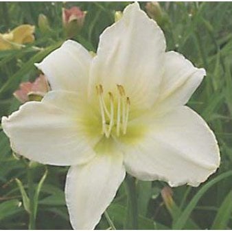 Daglilje 'Serena Madonna'