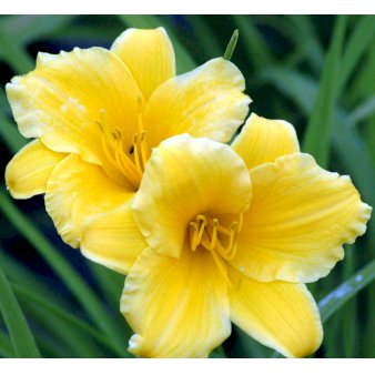 Daglilje 'Stella de Oro'