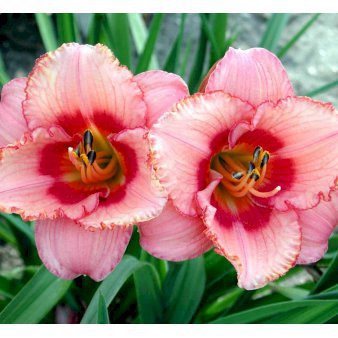 Daglilje 'Strawberry Candy'