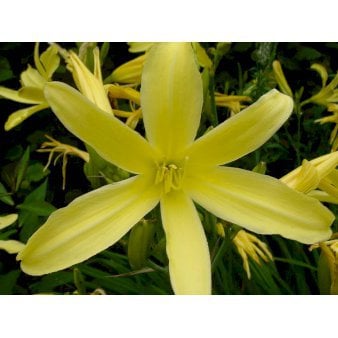 Daglilje citrina