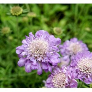 Due-Skabiosa 'Butterfly Blue'