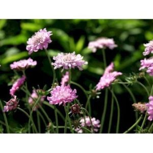 Due-Skabiosa 'Pink Mist'