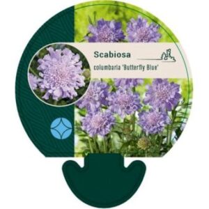 Due-Skabiose 'Butterfly Blue' Bakke med 12 stk.