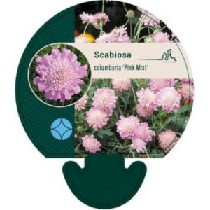 Due-Skabiose 'Pink Mist' Bakke med 12 stk.