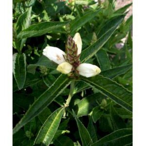 Duehoved 'Alba'