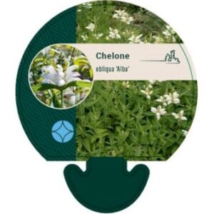 Duehoved 'Alba'