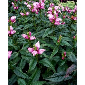 Duehoved 'Hot Lips'