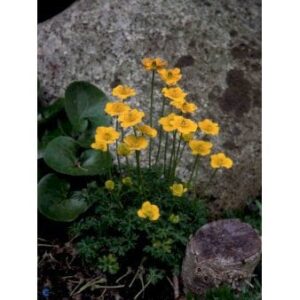 Dværg-Engblomme