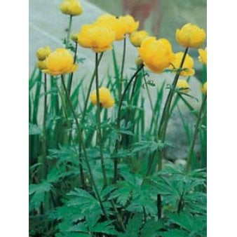 Engblomme
