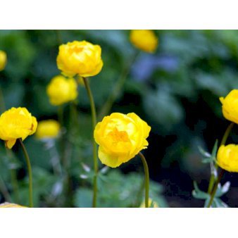 Engblomme