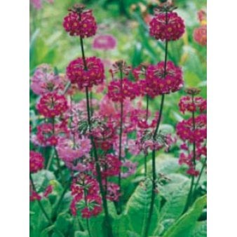 Etageprimula
