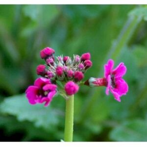 Etageprimula
