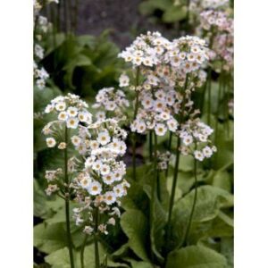Etageprimula