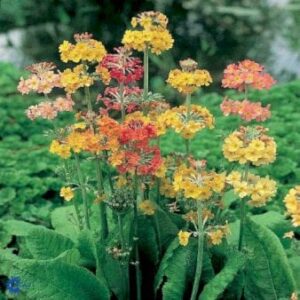 Etageprimula