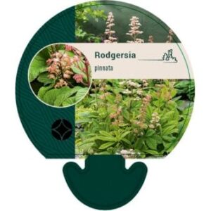 Finnet Bronzeblad