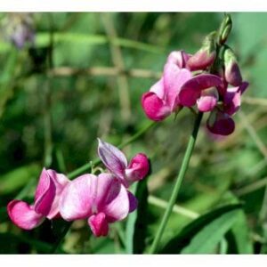 Flerårig Ærteblomst 'Rosa Perle'