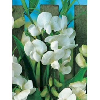 Flerårig Ærteblomst