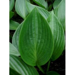 Funkia 'Devon Green'