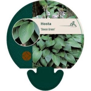 Funkia 'Devon Green'