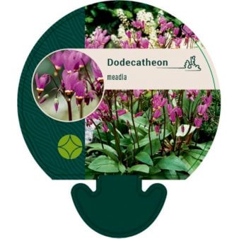Gudeblomst