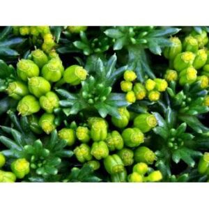 Gummipude 'Elliotts Varietet'