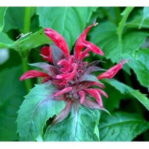 Hestemynte 'Cambridge Scarlet'