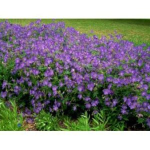 Himalaya-Storkenæb 'Johnsons Blue'