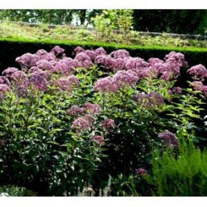 Hjortetrøst 'Atropurpureum'