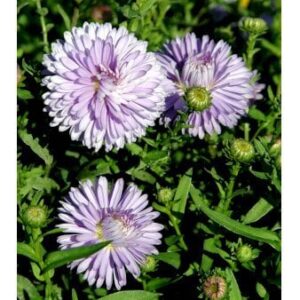Høstaster 'Marie Ballard'