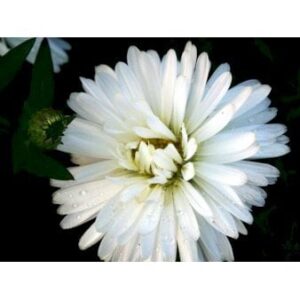 Høstasters 'White Ladies'