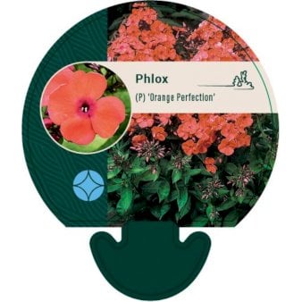 Høstfloks 'Orange Perfection'