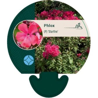 Høstfloks 'Starfire'