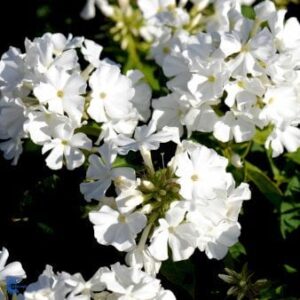 Høstfloks 'White Flame'