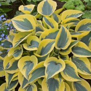 Hosta 'Autumn Frost' 1 liter potte