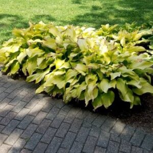 Hosta 'Coast to Coast' 1 liter potte