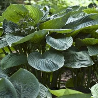 Hosta 'Empress Wu'Â®