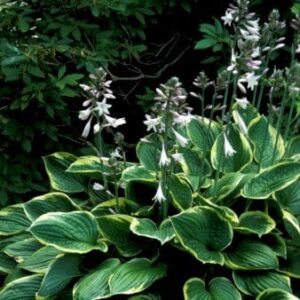 Hosta 'Wu-La-La' 1 liter potte
