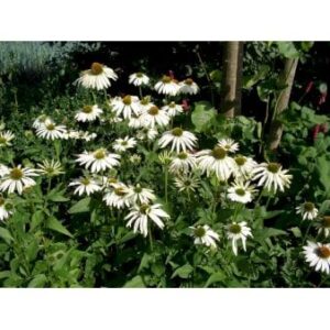 Hvid Solhat 'White Swan'