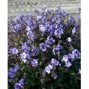 Jacobstige 'Purple Rain'