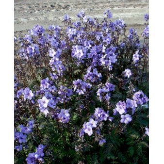 Jacobstige 'Purple Rain'