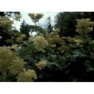 Japansk Mjødurt 'Elegans'