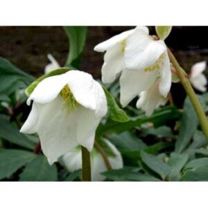 Julerose 'Praecox'