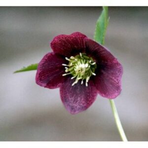 Julerose 'Red Lady'