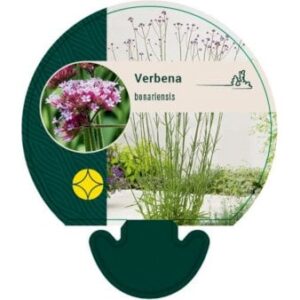 Kæmpe Verbena