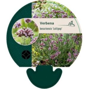Kæmpe Verbena 'Lollipop' Bakke med 12 stk.