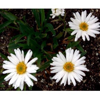 Kæmpemarguerit 'Alaska'